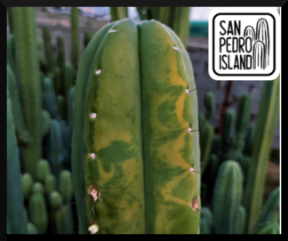 Tr. pachanoi "Sombro" x Tr. "Lost Label"