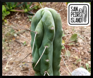 Tr. bridgesii "Blue Tornado" x Tr. "Lost Label"