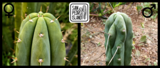 Tr. pachanoi "Silva" x Tr. bridgesii "Blue Tornado"