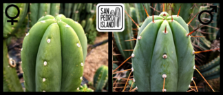 Tr. pachanoi "Canto? x Tr. bridgesii "Vulcano VIII"