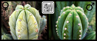 Tr. pachanoi "Veta" x Tr. cordbensis "Umbria"