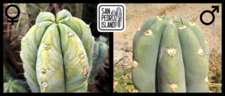 Tr. pachanoi "Veta" x Tr. peruvianus "Canary"