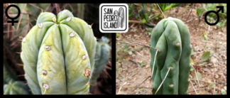 Tr. pachanoi "Veta" x Tr. bridgesii "Blue Tornado"