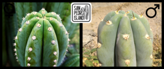 Tr. cordobensis "Umbria" x Tr. peruvianus "Canary"