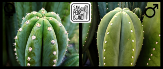 Tr. cordobensis "Umbria" x Tr. cordobensis "Biggie"