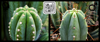 Tr. cordobensis "Umbria" x Tr. bridgesii "Vulcano VIII"