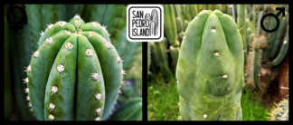 Tr. cordobensis "Umbria" x Tr. pachanoi "Transit"