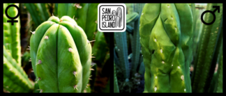 Tr. pachanoi "Pulso" x Tr. scopulicola "Senda"