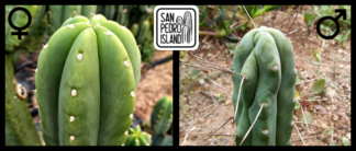 Tr. pachanoi "Canto" x Tr. bridgesii "Blue Tornado"