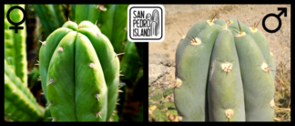 Tr. pachanoi "Pulso" x Tr. peruvianus "Canary"