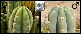 Tr. pachanoi "Trazo" x Tr. bridgesii "Blue Tornado"