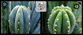 Tr. pachanoi "Velado" x Tr. cordobensis "Umbria"