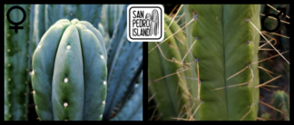 Tr. pachanoi "Velado" x Tr. bridgesii "Funky Spine"