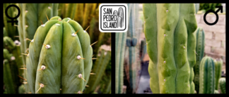 Tr. pachanoi "Trazo" x Tr. pachanoi "Murphy"