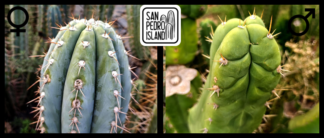 Tr. peruvianus "Aura" x Tr. pachanoi "Deriva"