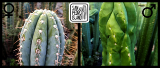 Tr. peruvianus "Aura" x Tr. scopulicola "Senda"