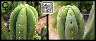 Tr. pachanoi "Canto x Tr. pachanoi "Viper"