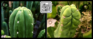 Tr. pachanoi "Latido" x Tr. pachanoi "Deriva"