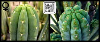 Tr. pachanoi "Lumbre" x Tr. pachanoi " Ganesha"