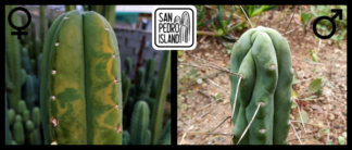 Tr. pachanoi "Sombro" x Tr. bridgesii "Blue Tornado"