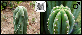 Tr. bridgesii "Blue Tornado? x Tr. cordobensis "Umbria"