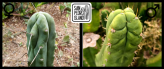 Tr. bridgesii "Blue Tornado" x Tr. pachanoi "Deriva"