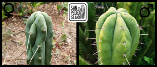 Tr. bridgesii "Blue Tornado" x Tr. pachanoi "Pierce"