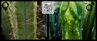 Tr. bridgesii "Funky Spine" x Tr. scopulicola "Senda"