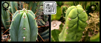 Tr. bridgesii "Vulcano VIII" x Tr. pachanoi "Deriva"