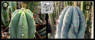 Tr. bridgesii "Vulcano VIII" x Tr. peruvianus "Crocodile"