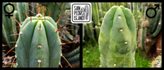 Tr. bridgesii "Vulcano VIII" x Tr. pachanoi "Transit"