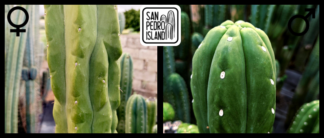 Tr. pachanoi "Murphy" x Tr. pachanoi "Latido"