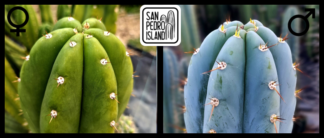 Tr. pachanoi "Tilt" x Tr. peruvianus "San Pedro Island"