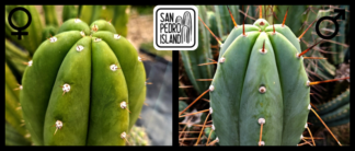 Tr. pachanoi "Tilt" x Tr. bridgesii "Vulcano VIII"