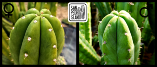 Tr. pachanoi "Tilt" x Tr. pachanoi "Pulso"