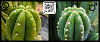 Tr. pachanoi "Tilt" x Tr. cordobensis "Umbria"