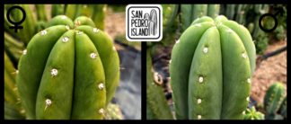 Tr. pachanoi "Tilt" x Tr. pachanoi "Canto"