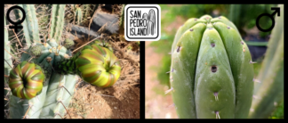 Tr. peruvianus "B-Hole" x Tr. pachanoi "Viper"