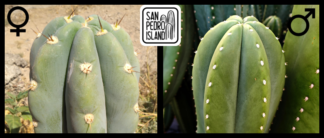 Tr. peruvianus "Canary" x Tr. cordobensis "Biggie"