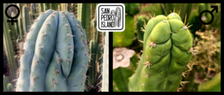 Tr. peruvianus "Crocodile" x Tr. pachanoi "Deriva"