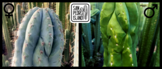 Tr. peruvianus "Crocodile"x Tr. scopulicola "Senda"