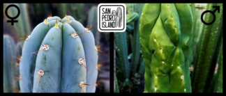 Tr. peruvianus "San Pedro Island" x Tr. scopulicola "Senda"