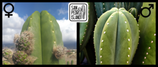 Tr. scopulicola x Tr. cordobensis "Biggie"