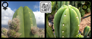 Tr. scopulicola x Tr. pachanoi "Canto"