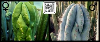 Tr. scopulicola "Senda" x Tr. peruvianus "Crocodile"