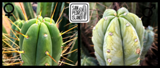 Tr. bridgesii "Enigma" x Tr. pachanoi "Veta"