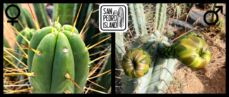 Tr. bridgesii "Enigma" x Tr. peruvianus "B-Hole"