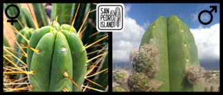 Tr. bridgesii "Enigma" x Tr. scopulicola