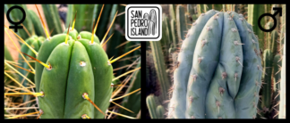 Tr. bridgesii "Enigma" x Tr. peruvianus "Crocodile"