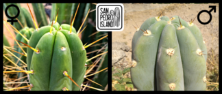 Tr. bridgesii "Enigma" x Tr. peruvianus "Canary"